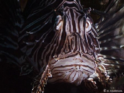 The Lionfish that now finds it's home in the Bahamas, thi... by Steven Anderson 